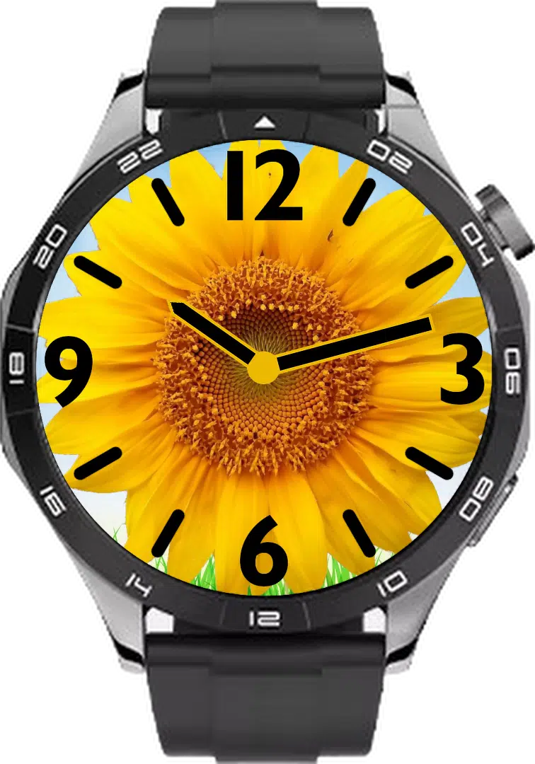 Sunflower
